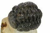 Curled Phacopid (Morocops) Trilobite - Foum Zguid, Morocco #272837-2